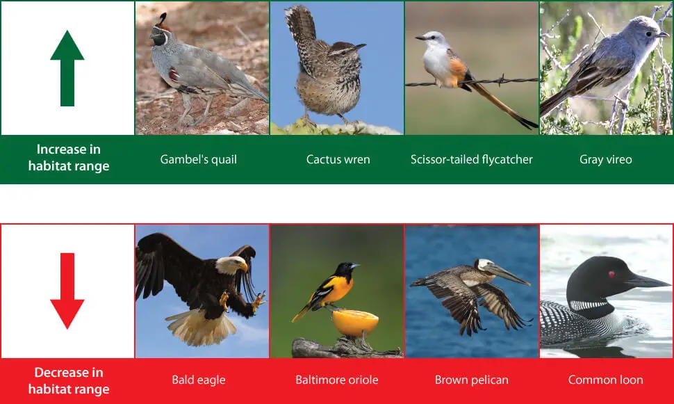 climate change birds future 2075 habitat range