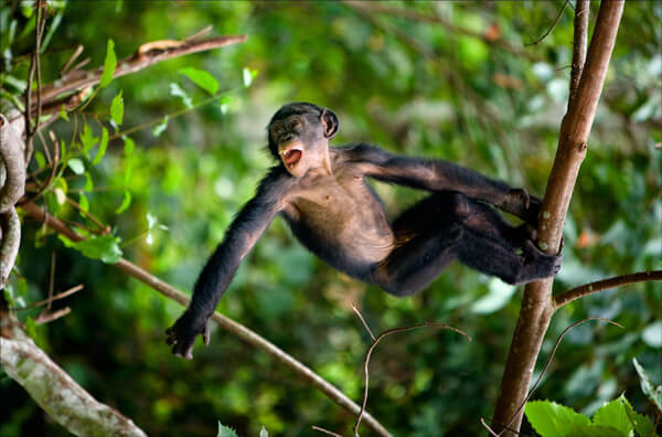 congo deforestation 2040 bonobo ape apes