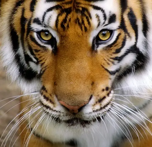 future tiger numbers 2010 2015 2020 extinct