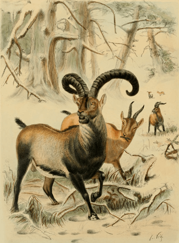 2000 ibex extinct