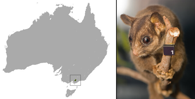 leadbeater's possum extinct
