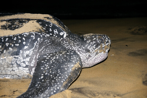 leatherback sea turtle population graph 2012 2013 2014 2015 future