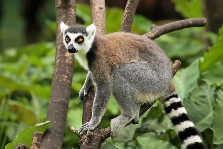 lemurs extinction madagascar 2030 2035 2040