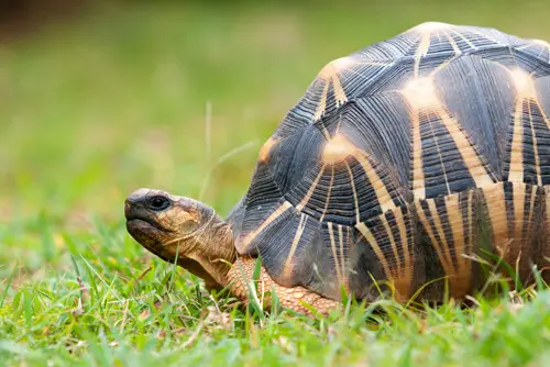 madagascar radiated tortoise extinct 2030