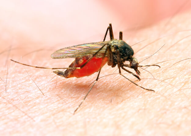 malaria elimination 2020