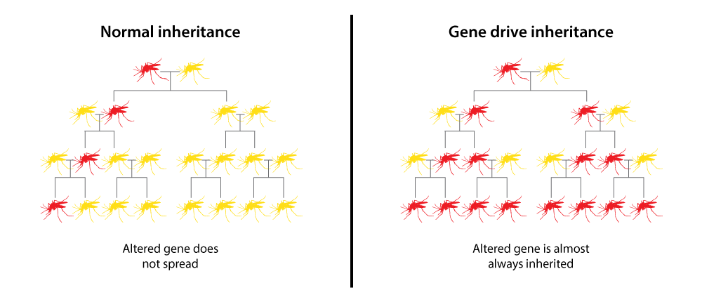 mosquitoes gene drive