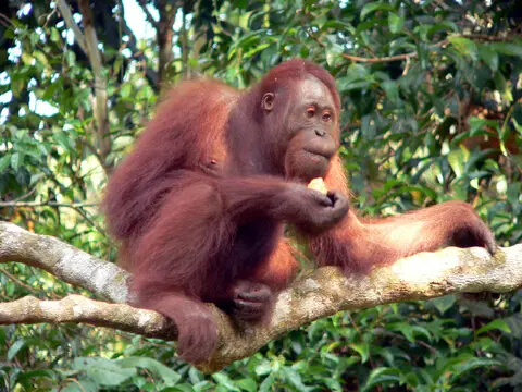 orangutan borneo 2023 future deforestation extinct