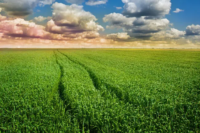 perennial wheat corn 2020 2030 future food