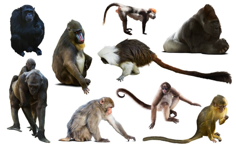 primates extinction timeline future