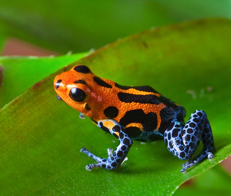 red poison dart frog amazon