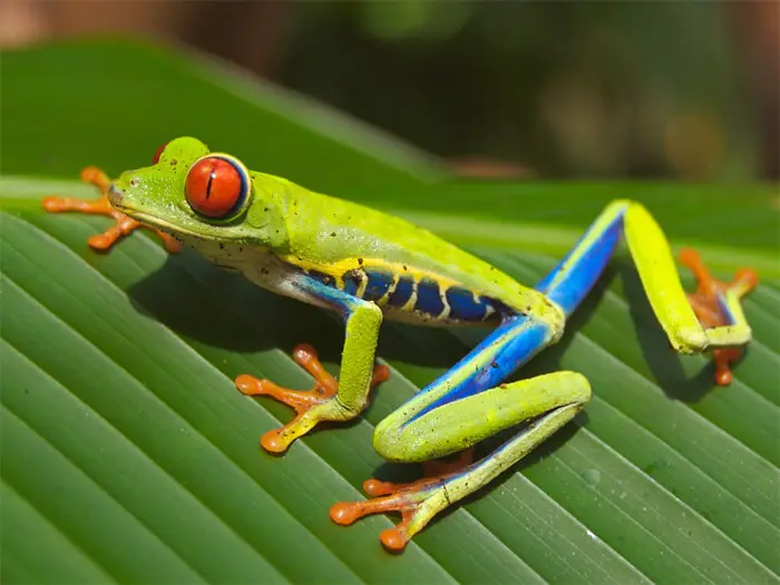 red eyed tree frog 2050
