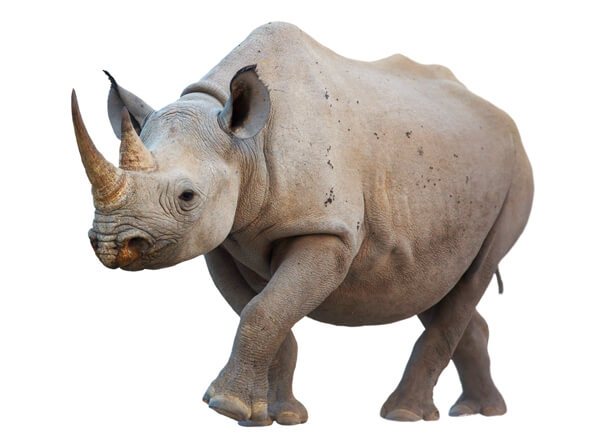 rhino timeline rhinos extinct by 2015 2020 2025