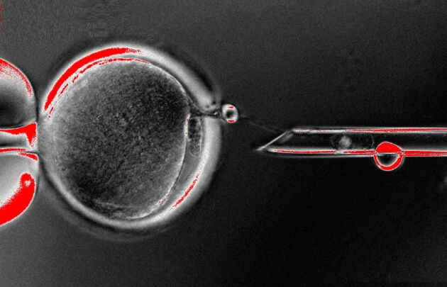 timeline stem cells 2013