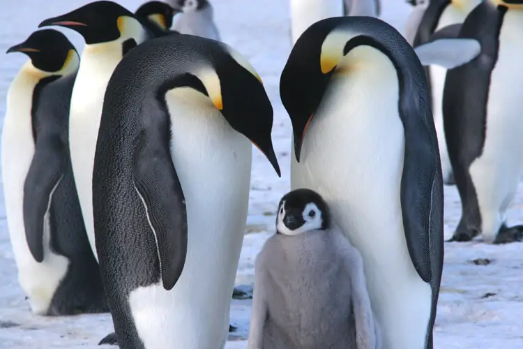 emperor penguins endangered extinct 2100 global warming climate change threat