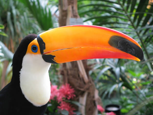 toucan future biodiversity jungle forest deforestation 2100 2200 threat