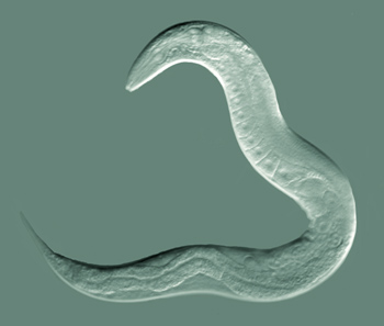 nematode