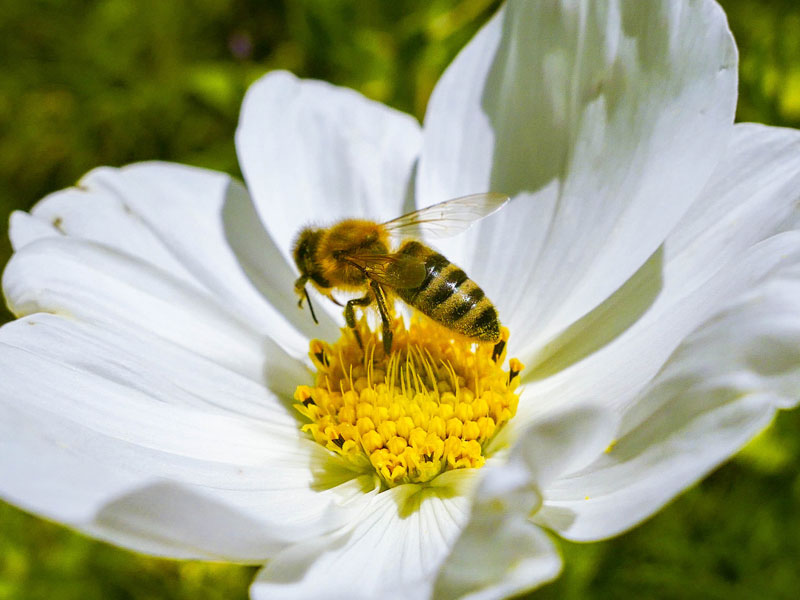 flying insect biomass decline 1989 trend