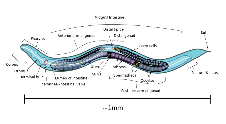 roundworm