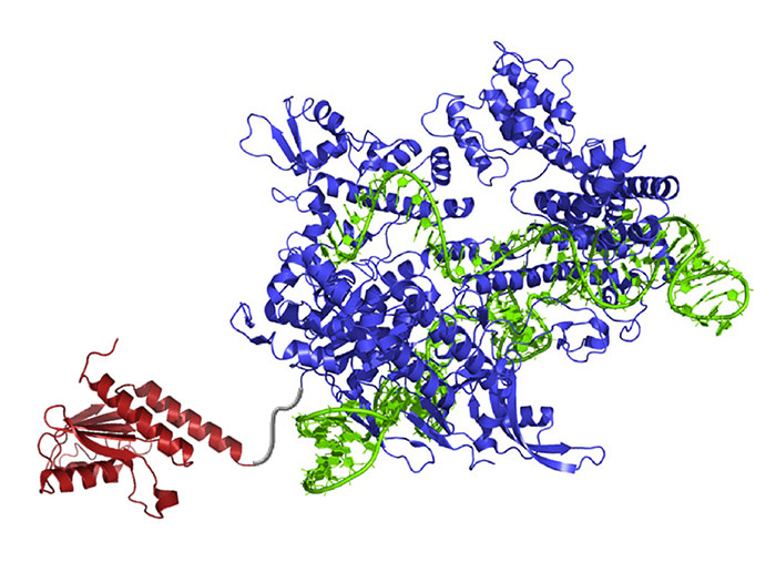 crispr improved technique