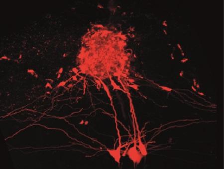 mouse brain circuit mapping