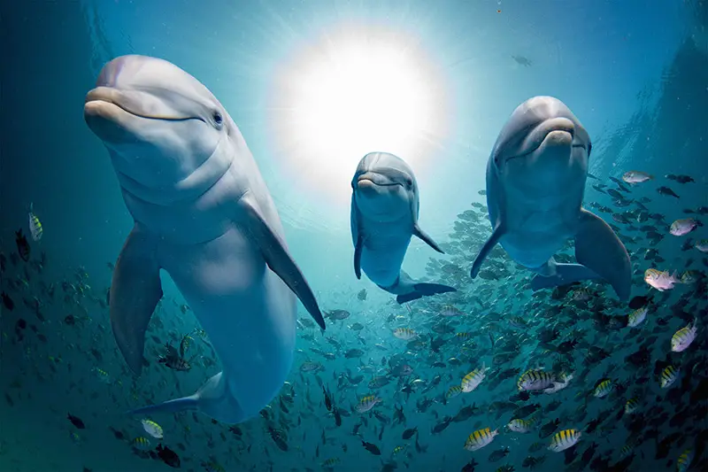 dolphin language translation future technology