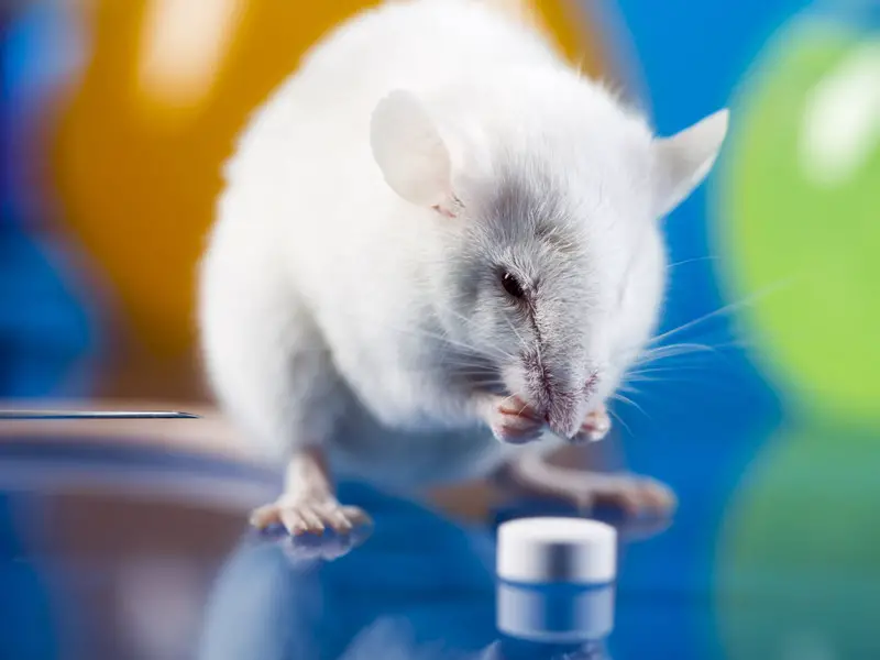 vascular aging mice reversed future timeline