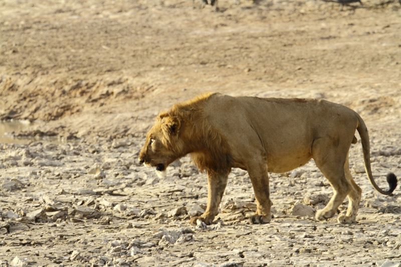west african lion