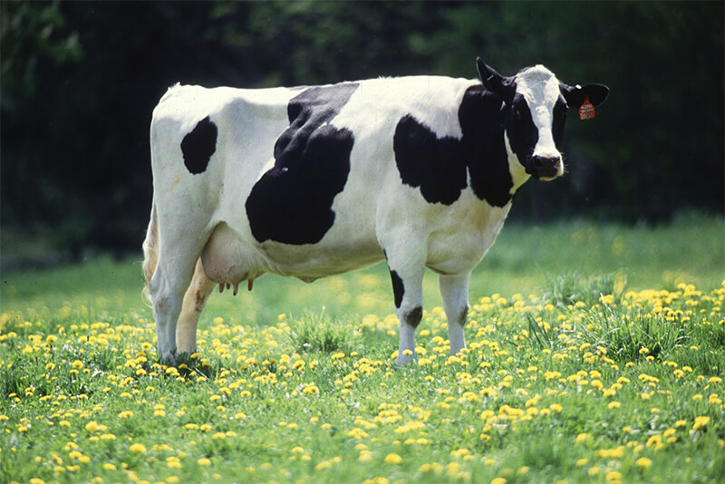 cow future timeline