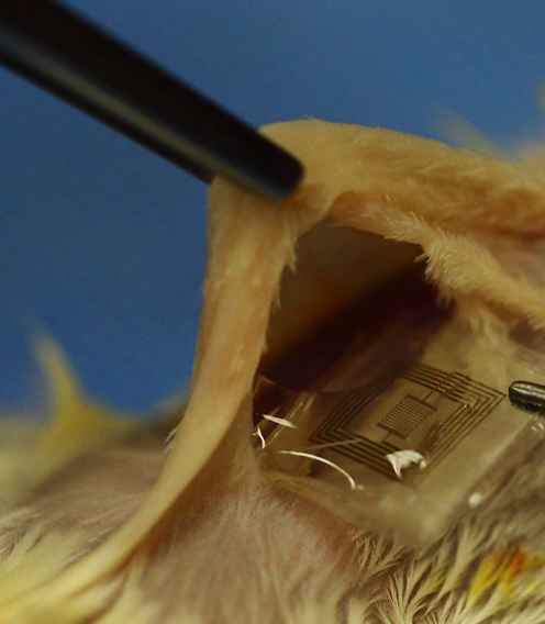 biodegredable electronics under skin