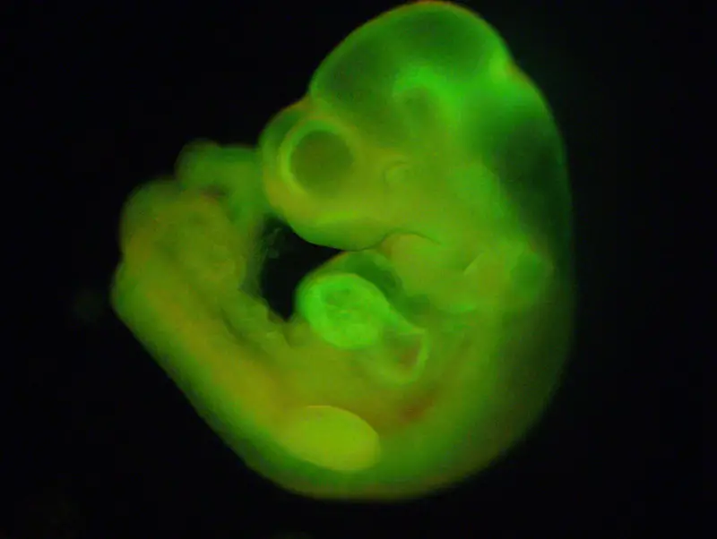 STAP cells generated an entire fetus body.