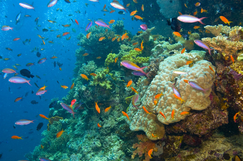 great barrier reef australia