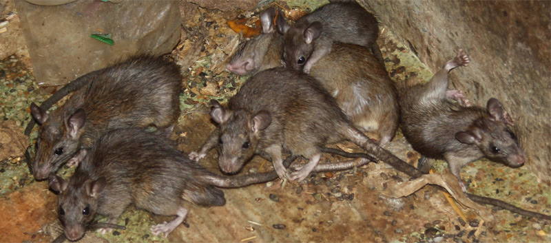 rats