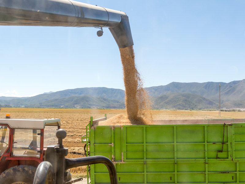 rice grain future timeline