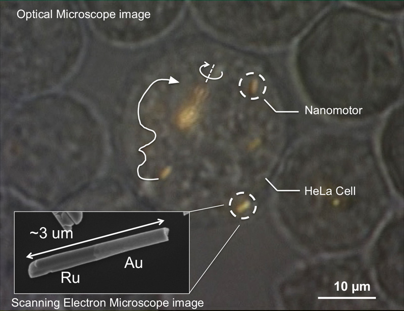 nanorods in cell