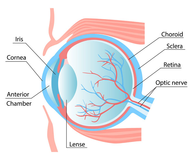 3d printed human cornea