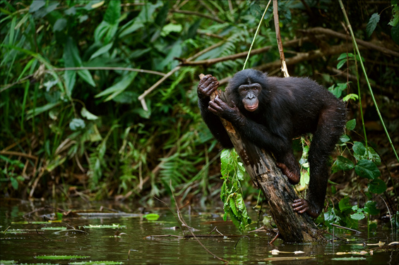 bonobo