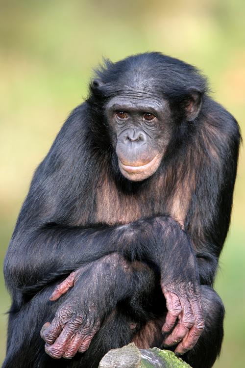 bonobo