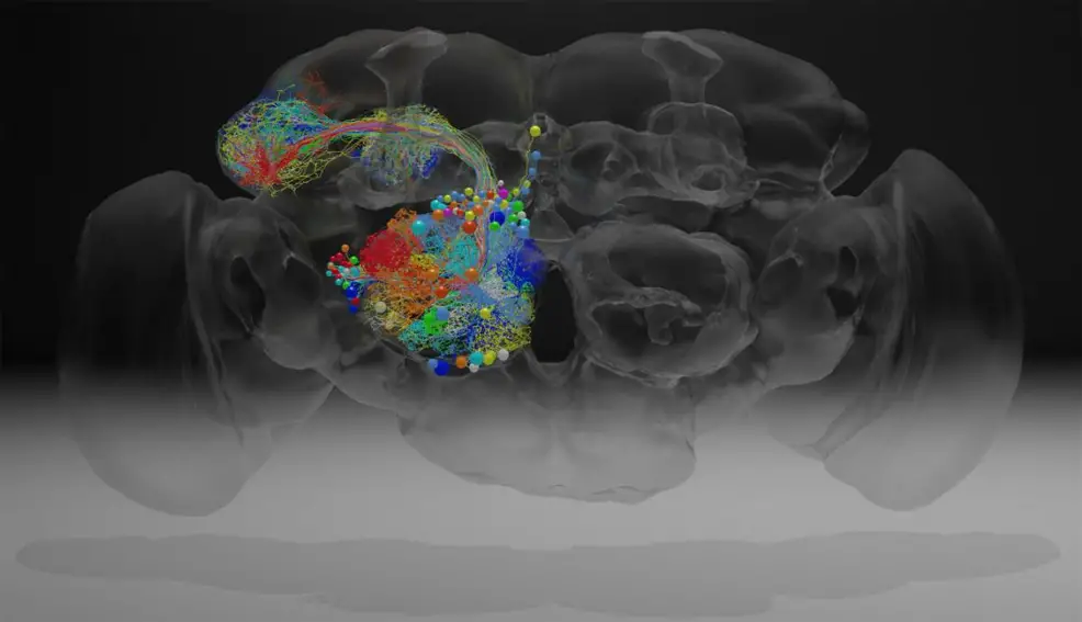 fruit fly brain mapped nanoscale resolution