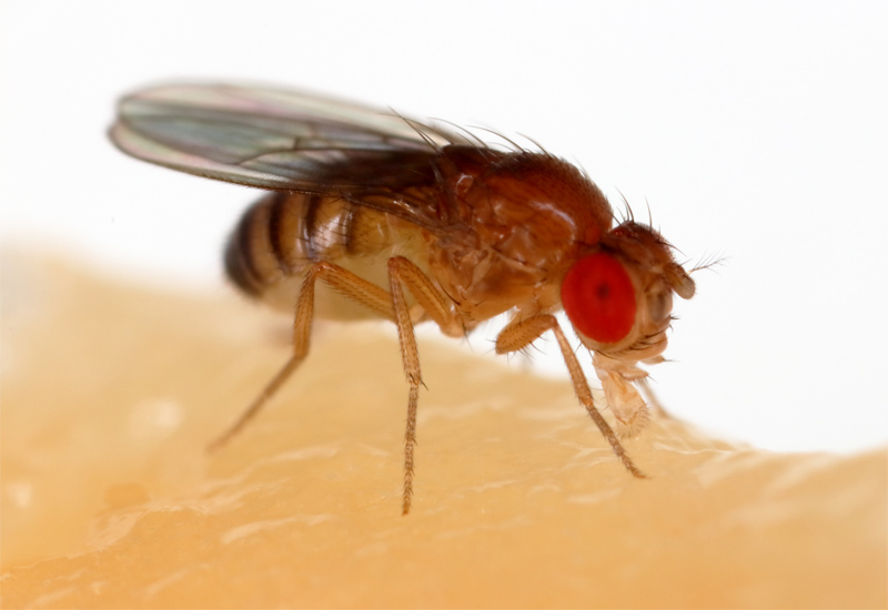 fruit fly brain mapped nanoscale resolution