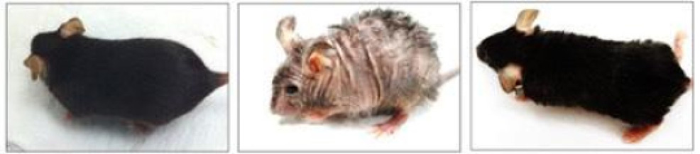 mice aging wrinkles hair loss cure
