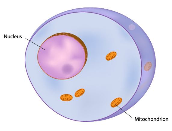 cell mitochondria illustration