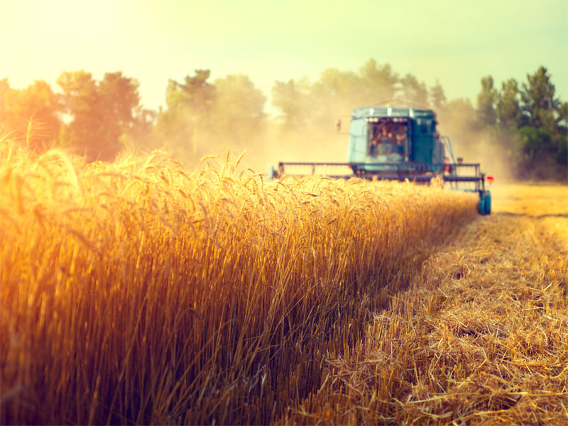 wheat genome future timeline