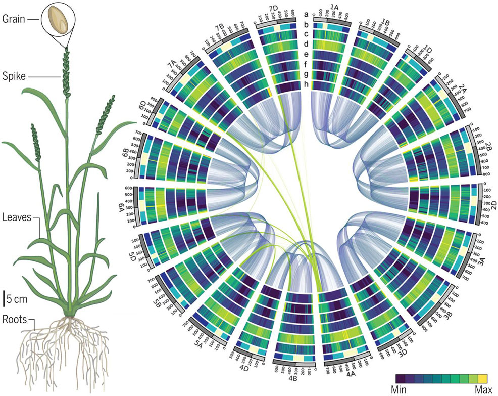 wheat genome future timeline