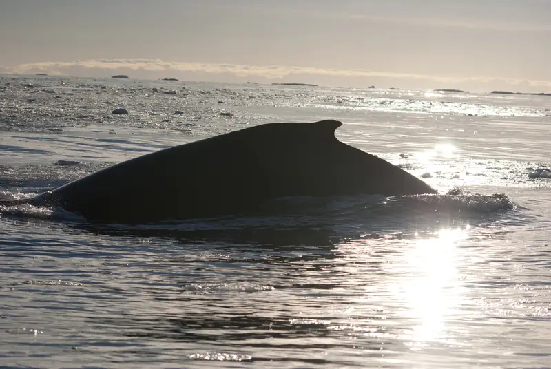 whale in southern ocean