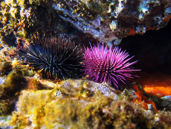 sea urchin