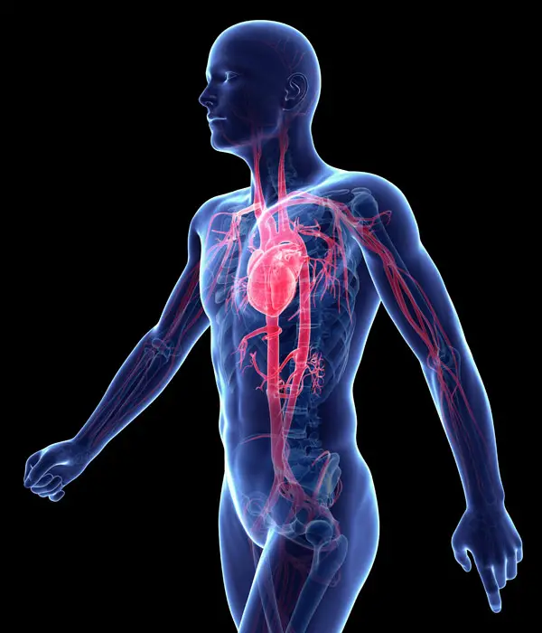 cardiovascular system aging timeline