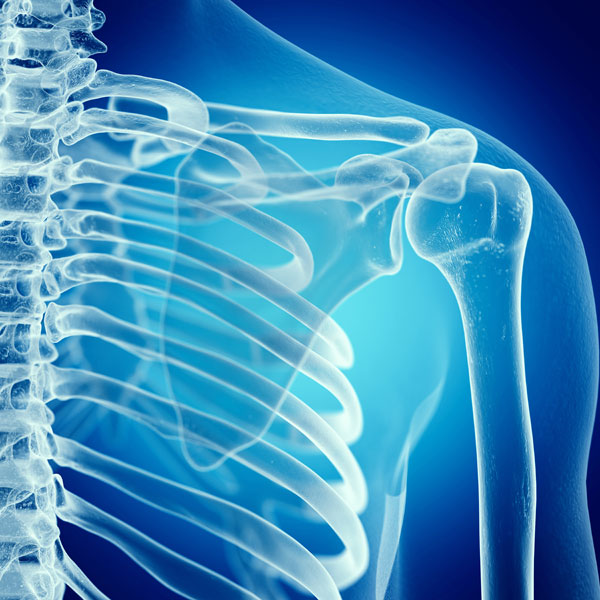 skeletal stem cells future timeline