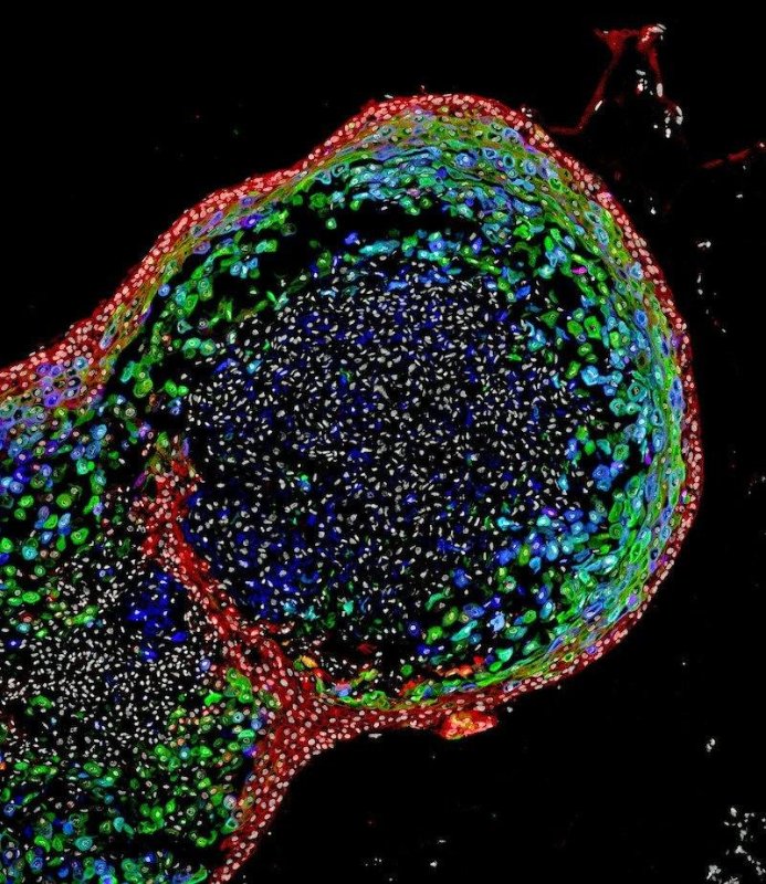 oesophagus stem cells future