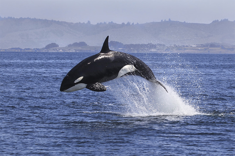 killer whale population future timeline