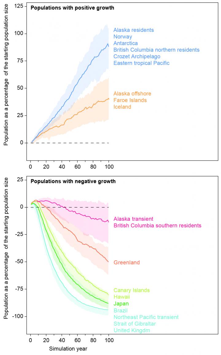 killer whale populations future timeline